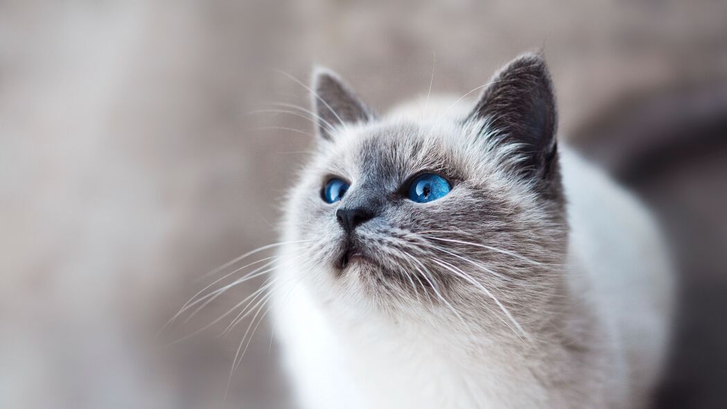 猫蓝眼睛惊艳外观，超高清4K壁纸，3840x2160分辨率动物图片，一键下载