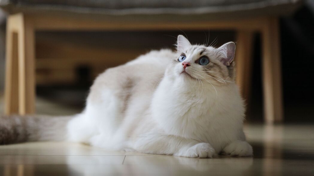 猫之美丽瞬间，蓬松毛发4K高清壁纸，3840x2160动物图片免费下载