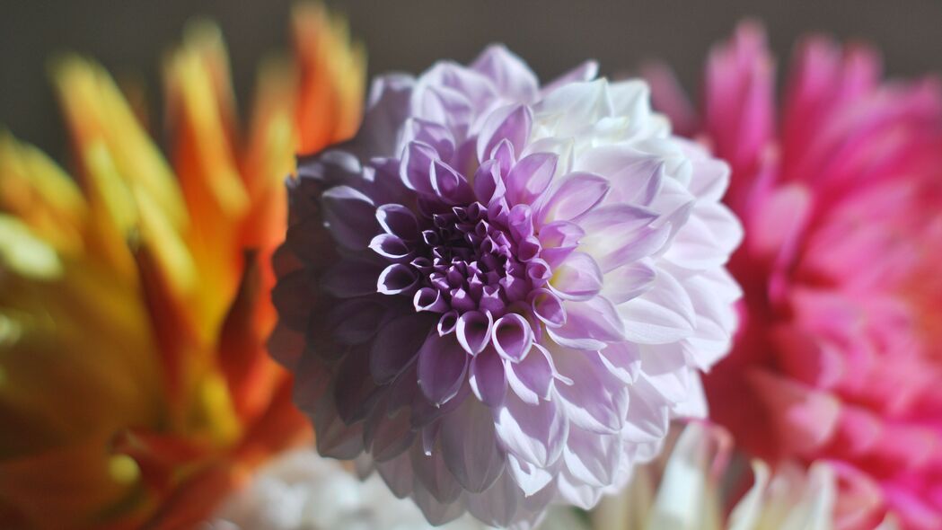 大丽花绽放之美，精致花蕾与绚烂花瓣，4K高清壁纸（3840x2160）免费下载