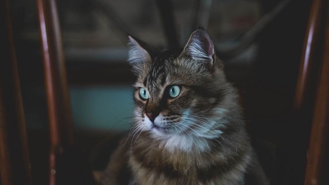猫之蓬松魅力，精选4K高清枪口瞬间壁纸，3840x2160分辨率动物美图，一键下载