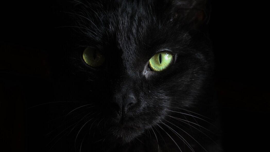 黑猫枪口特写，超清4K外观壁纸，3840x2160高清动物图片，一键下载