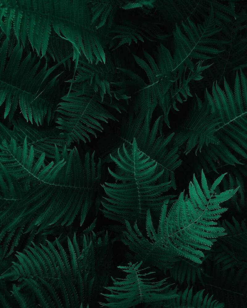 大暑植物高清JPG，质感纹理背景素材，一键下载！