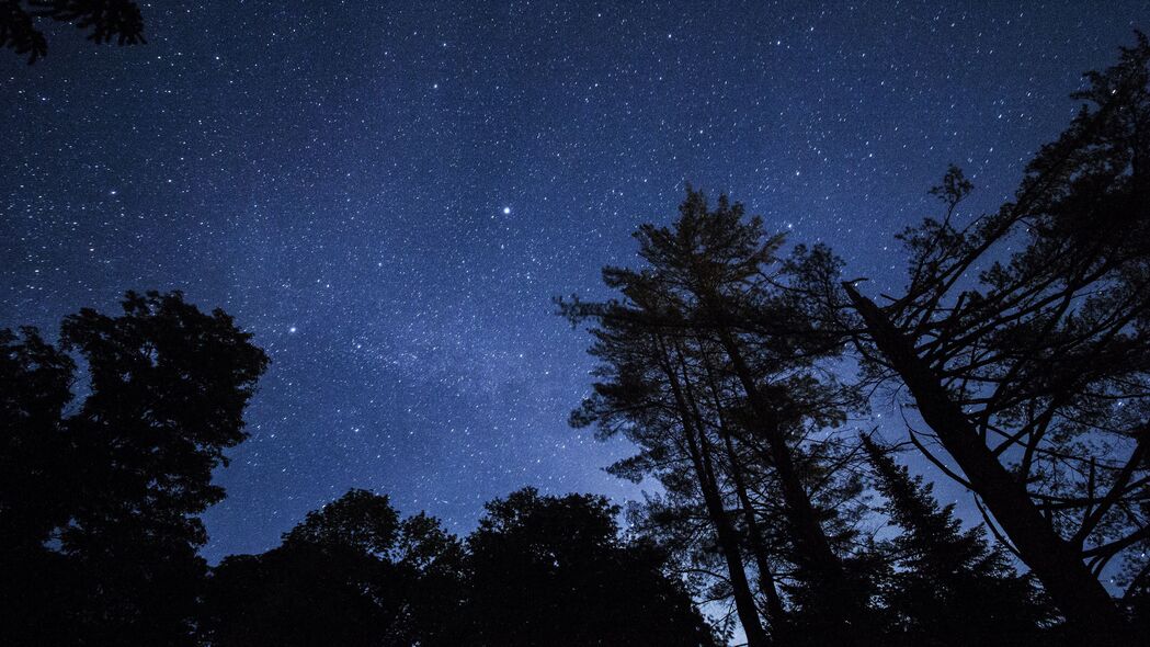 星空树木璀璨之夜，4K高清壁纸，3840x2160超清下载