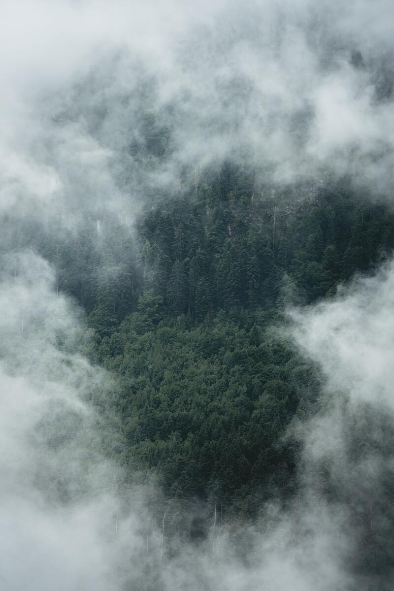 烟雾缭绕的树林背景图，高清JPG摄影素材/PSD风景设计素材下载