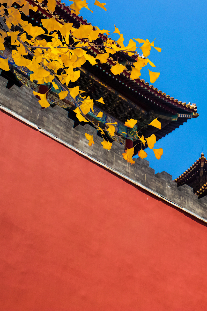 秋分美景，蓝天杏树红墙秋季高清JPG图片，风景PSD设计素材下载
