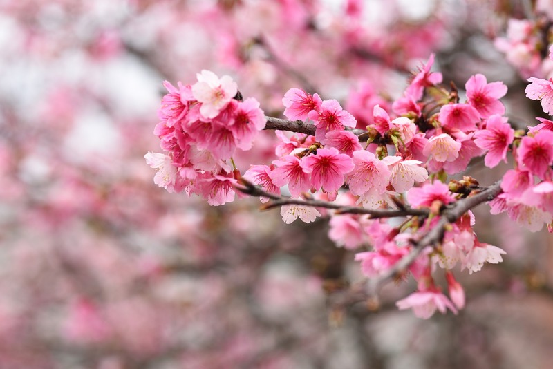 粉色花朵，樱花桃花绝美高清JPG图片摄影及风景PSD设计素材，一键下载！