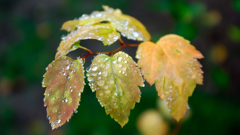 秋日雨后黄叶凝珠，高清JPG摄影素材，风景设计专享下载