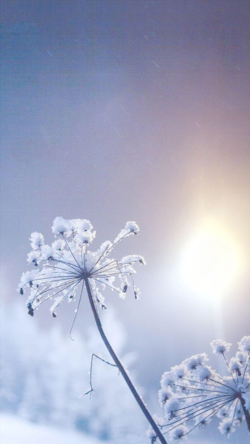 大雪节气绝美风景JPG图片摄影精选/高清设计素材下载
