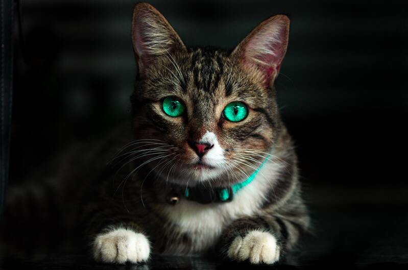 美丽小猫咪高清JPG图片 & 风景PSD设计素材下载站