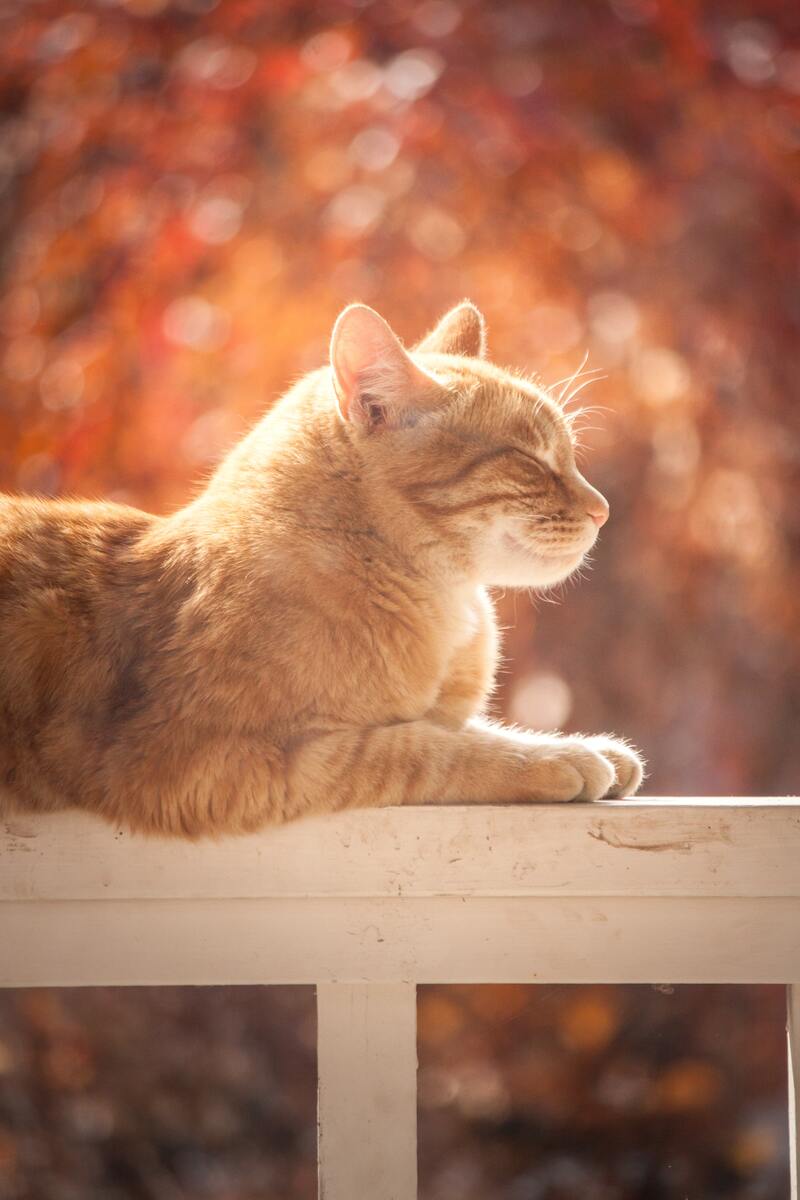 唯美小猫咪高清JPG图片摄影 & 风景PSD设计素材，一键下载！