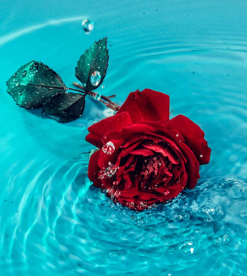 水上玫瑰花高清JPG图集，摄影美景素材下载