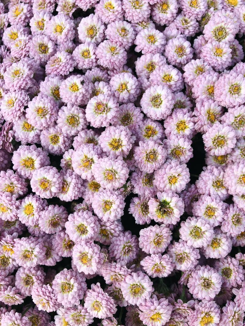 花海粉色菊花高清JPG图片，摄影美景素材下载