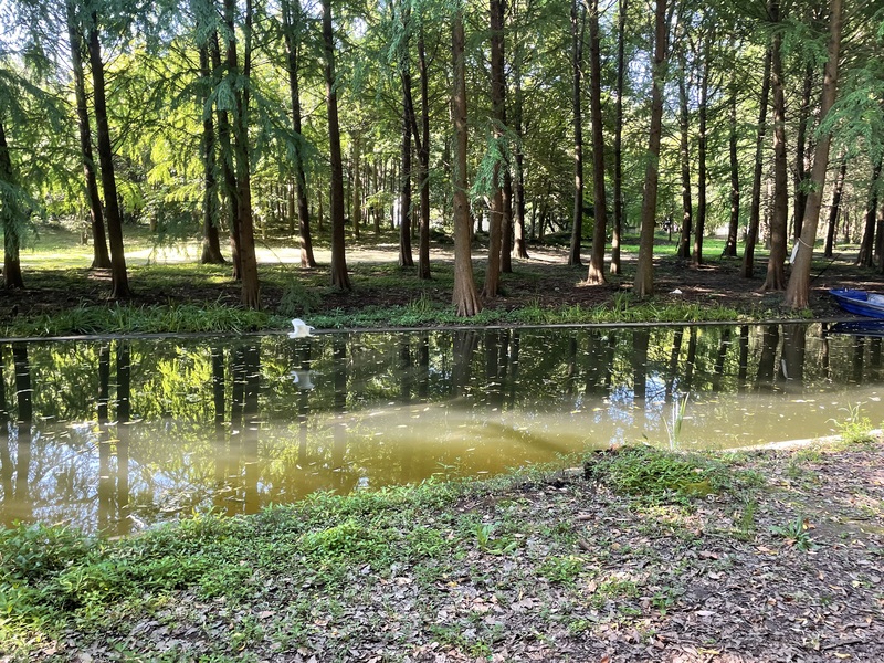 小河边的树木美景，高清JPG图片摄影，优质风景设计素材免费下载