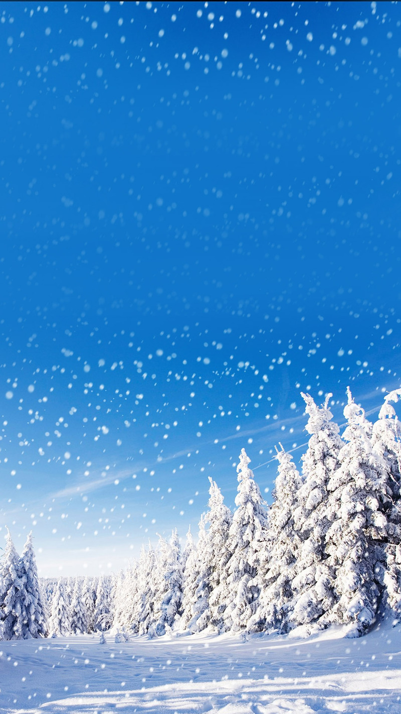 冬天雪松高清JPG图片，风景摄影素材下载，设计背景精选