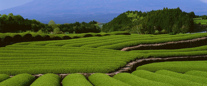 绿色茶园高清JPG图片，背景摄影素材下载，风景设计必备