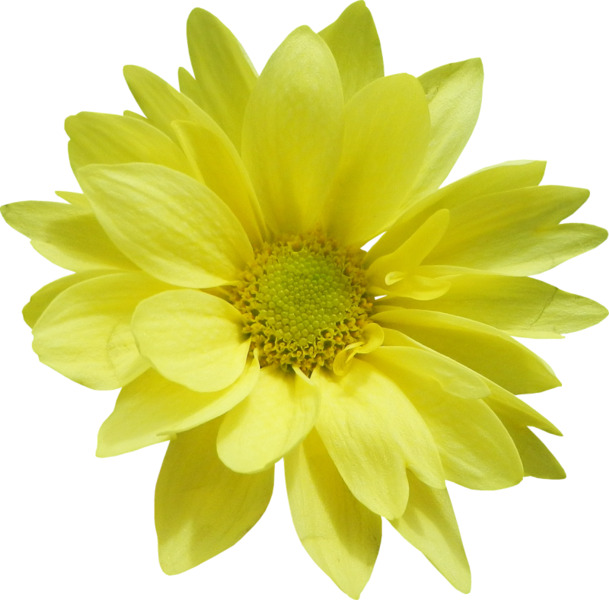 黄色菊花PNG透明素材，高清漂浮花瓣设计元素免费下载