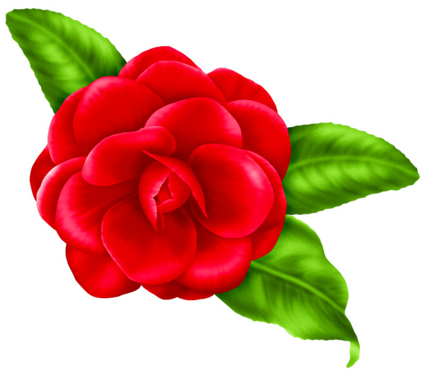 绽放玫瑰花PNG透明图，情人节节日元素，高清PSD设计素材下载