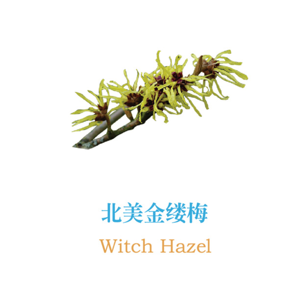 北美金缕梅PNG透明图片，高清装饰元素，植物设计素材免费下载