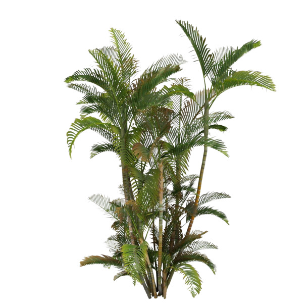 热带植物叶子（1500x1500）高清PNG透明图片，动植物元素，植物设计素材免费下载