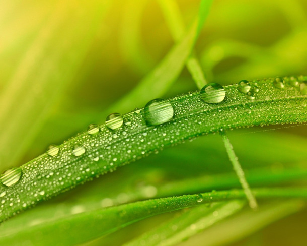 绿叶水珠，植物高清PNG透明背景，摄影风景设计素材免费下载