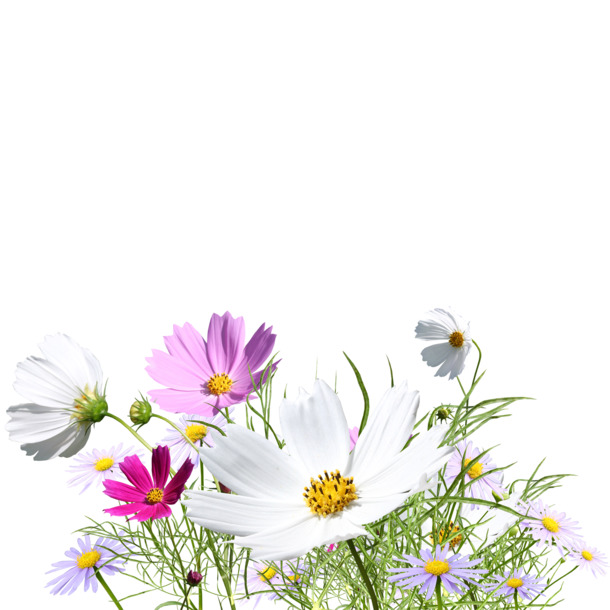 格桑花PNG透明图，动植物设计素材，高清免费下载