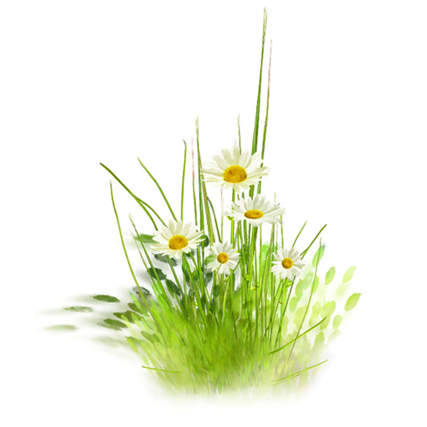 花草绿植雏菊PNG透明图，动植物元素设计素材下载