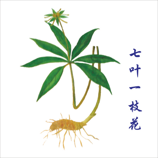 中药PNG透明图集，动植物元素丰富，高清设计素材一键下载