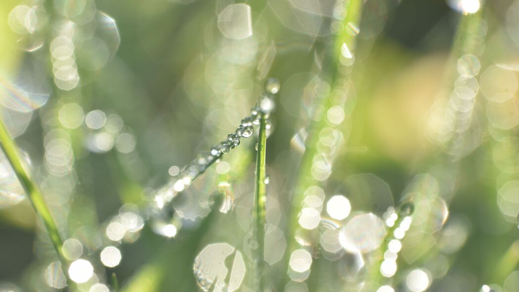草露滴雨散焦光效，宏观美景尽收眼底，4K高清壁纸（3840x2160）下载