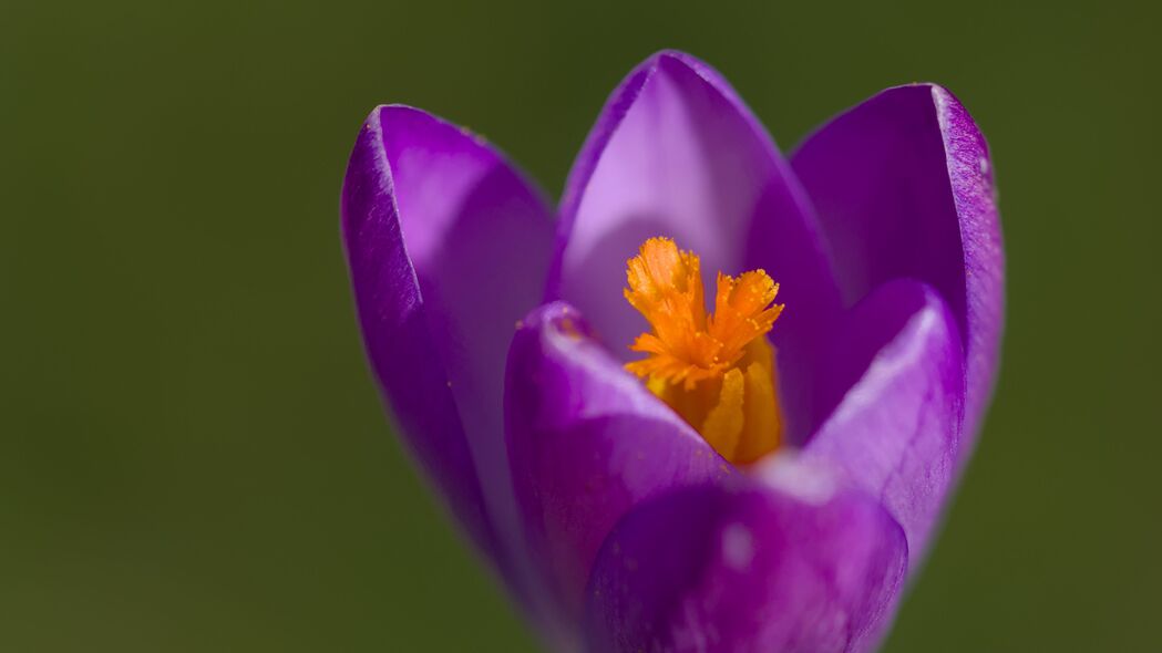 番红花4K壁纸，紫色花瓣与花粉的宏观之美，3840x2160高清背景图片下载