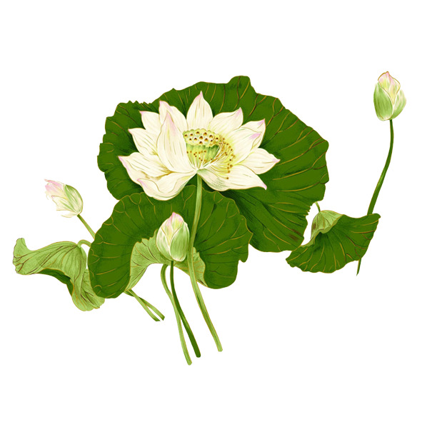 工笔画莲花PNG素材，高清透明图片，装饰元素，植物设计一键下载