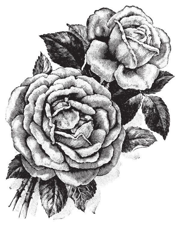 手绘玫瑰插画矢量PNG，高清透明，装饰花纹设计素材免费下载