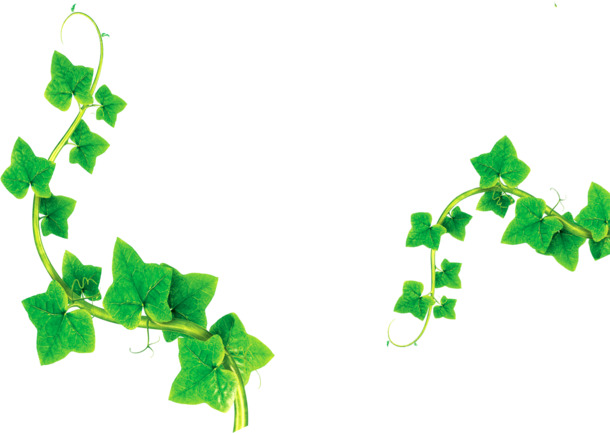 绿色藤蔓PNG素材，高清透明动植物元素，创意植物设计一键下载
