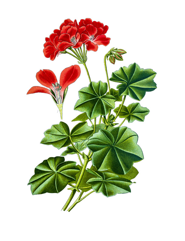 手绘红色天竺葵PNG素材，高清透明图片，动植物元素PSD设计资源下载