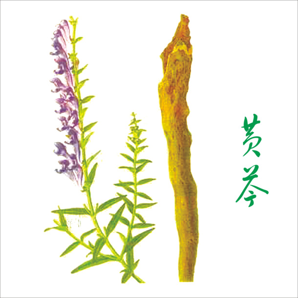 黄芩PNG透明图，高清动植物元素设计素材，一键下载！