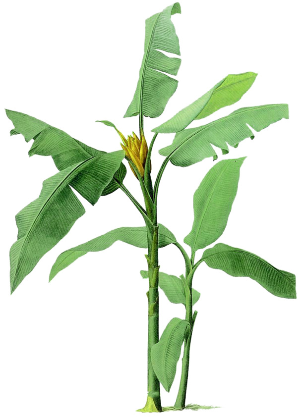 手绘芭蕉树插画，高清PNG透明动植物元素，植物设计素材免费下载