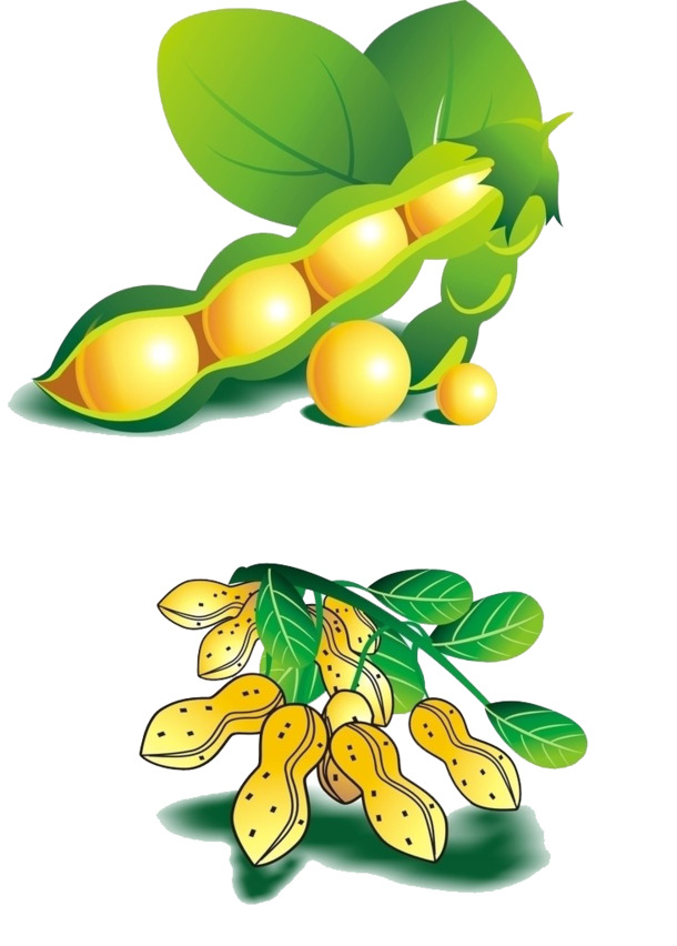 黄豆与花生PNG透明图片，高清装饰元素，植物设计素材免费下载