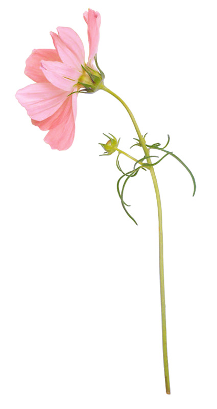 粉色小菊花PNG透明图片，高清漂浮花瓣设计素材下载
