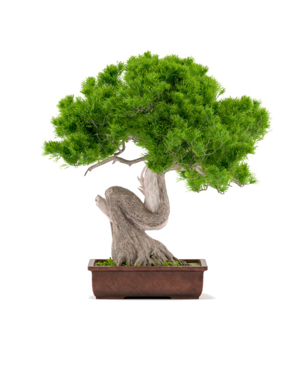 盆景PNG素材，高清透明动植物元素，设计必备，免费下载