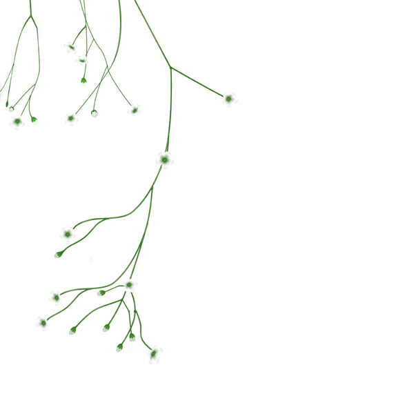 白花漂浮PNG素材，高清透明图片，花瓣设计元素，免费下载