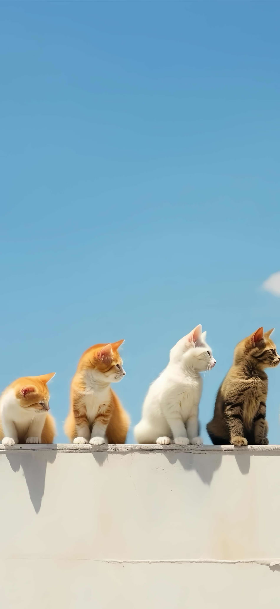 四只萌猫蹲墙头，4K高清图壁纸任你挑，3776x8192超清下载！