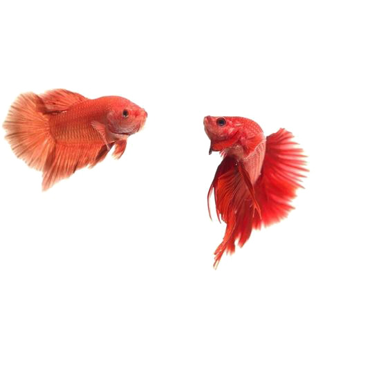 金色鲤鱼PNG透明图，动植物元素设计素材，高清免费下载
