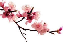 圣诞节透明桃花PNG图片，高清AI设计素材免费下载