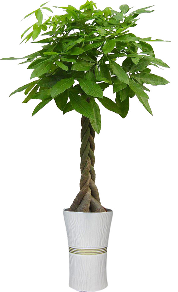 五辨发财树高盆PNG透明图，动植物元素植物PSD素材，高清下载