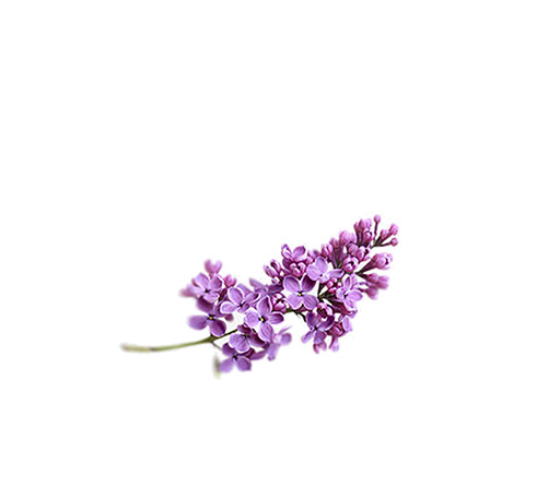 紫色薰衣草绽放之美，高清PNG透明图片，动植物元素设计素材下载
