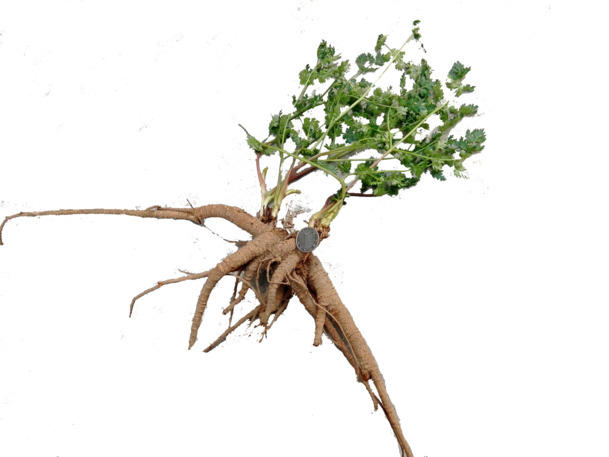 当归叶子高清PNG透明图，动植物元素植物EPS设计素材下载
