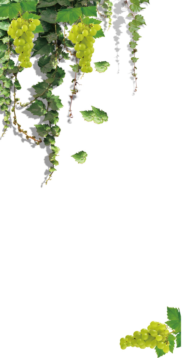 葡萄高清PNG透明图，动植物元素EPS设计素材，一键下载