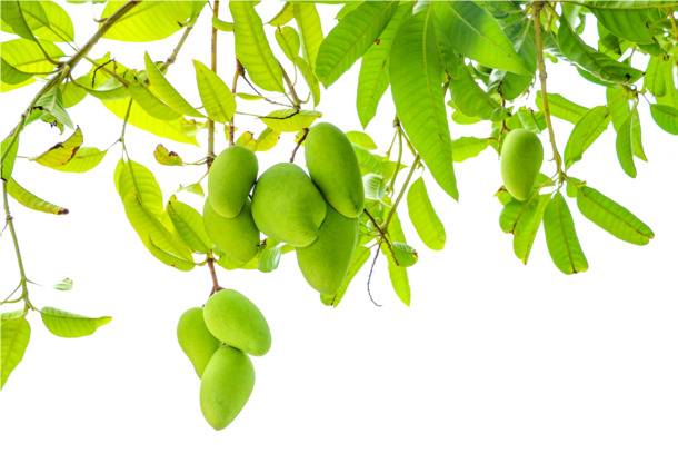 绿色小清新装饰素材，现代动植物元素PNG/PSD高清透明图片，免费下载