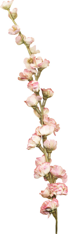 高清透明PNG漂浮元素，白花花瓣设计素材下载 - 免抠PNG图片精选