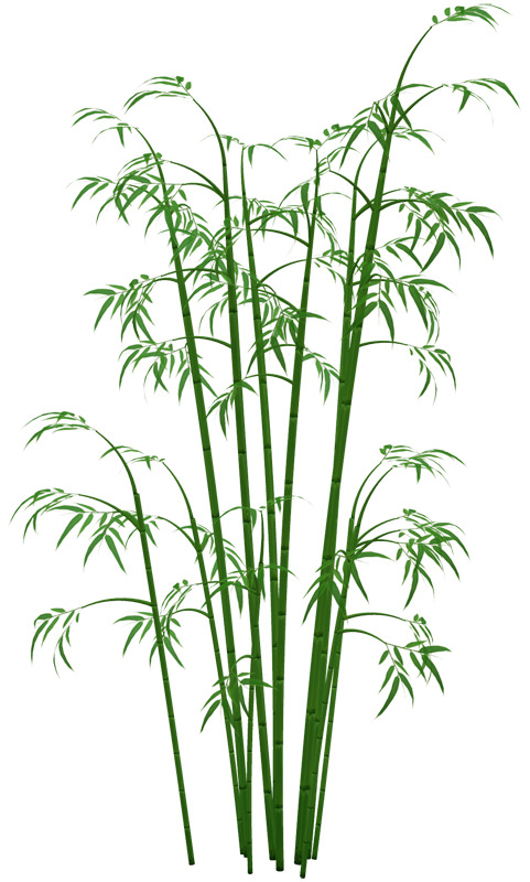 国风绿色竹子，免费高清PNG抠图，透明图片装饰元素，植物设计素材下载