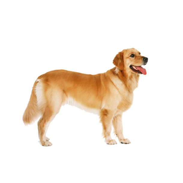 金毛犬高清PNG透明图片，精美动物设计素材，一键下载装饰元素